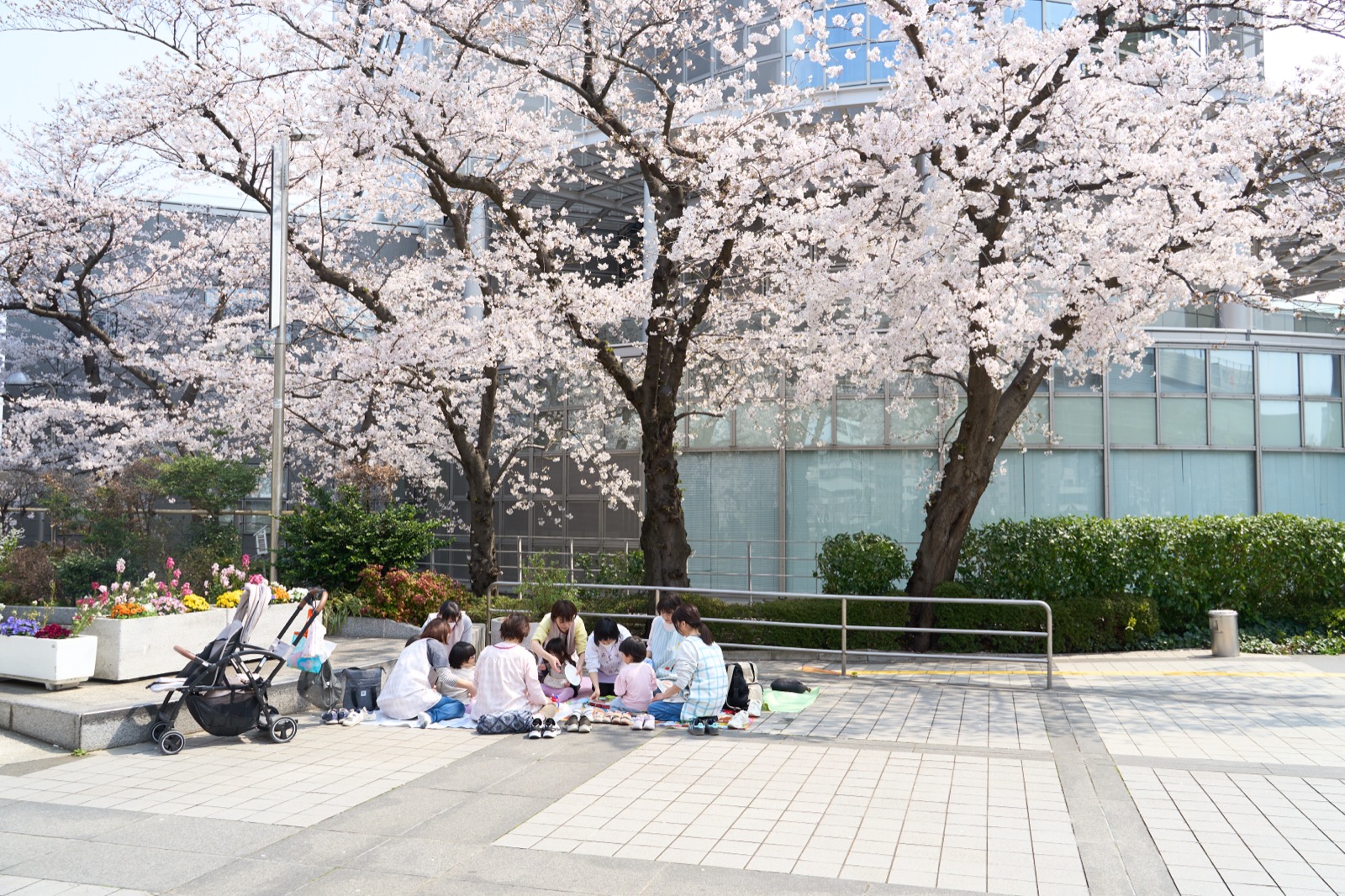お花見の様子